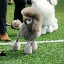 한국참피온 이미지