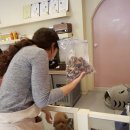 댕댕이 머리방 이미지