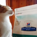 덴탈메트릭스 | 힐스 t/d 덴탈케어 | 고양이 치석 사료