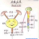 방광(오줌보) 강의 후기(11월19일 토) 이미지