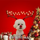 헬로멍뭉 이미지