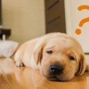 망미동물병원 이미지