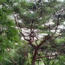 이신의선생묘 및 신도비 | 사진 답사기 : ​ 도내동道乃洞(고양시) - ​ 도당산에 잠들어 계신 석탄 이신의 선생의 흔적을 중심으로..