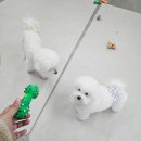삼송데이케어 펫호텔 이미지