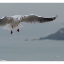 부산갈매기 - 강서구 명지오션시티4로 75 | 부산갈매기