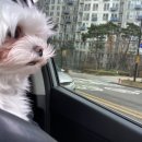 옥수수 동물병원 이미지