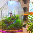 광주새우리병원 | 광주공방데이트 데라스튜디오, 유리병 속에 내 손으로 만든 작은 숲