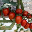 박창규 농장 이미지