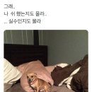 조형선외과동물병원 이미지