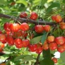 별이&체리 이미지