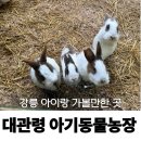 우리소농장 | 강릉 아이랑 가볼 만한 곳 대관령 아기동물농장 솔직 후기