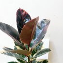 사파동400 이미지