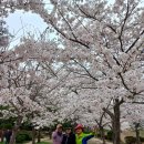 속초 영랑호 벚꽃축제 (24. 5. 11) 이미지