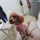 가람애견미용샵 이미지