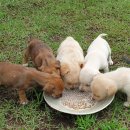 예뿐강아지 이미지