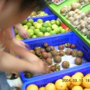 망고스틸