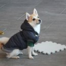 (단기)반려동물 펫시터(자격증) 이미지