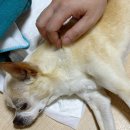 가양쿨펫동물병원 | 대전 탄방동 쿨펫동물병원 치와와 자몽이 중성화수술 후기