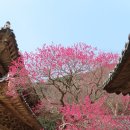 구례 화엄사 육 암자 둘러보기 (20260327) 이미지