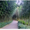 섬진강대나무숲길 이미지