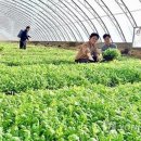 금치농장 이미지