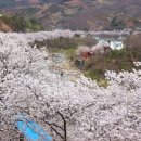 3월30일(수) 쌍계사 십리벚꽃길 & 최참판댁(공지취소) 이미지