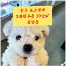 전주강아지분양 미니퍼피 가정견사 직영 | 전주에서 믿고 만난 미니퍼피 강아지분양 가정견사 후기