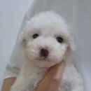 미니미니호계 이미지