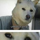 도개바테서