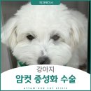 용인으뜸원동물병원