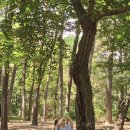 목상동 솔밭길 이미지