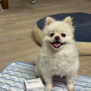 알로코어 | 강아지 오메가3 추천 페노비스 벳 멀티코어 오메가-3 후기