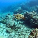 팀 드래곤 복싱 이미지