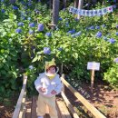 월하농장 | 가평 가볼만한곳 양떼목장 수국 썰매 아이랑 후기