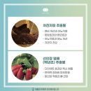 인셀덤안성