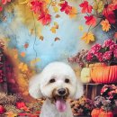 울알라애견미용 이미지