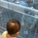 기민(주) | 17개월 아기 아데노바이러스, 편도염 입원 후기