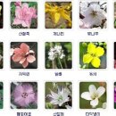 꽃의계절 네이버블로그