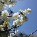 동진초등학교 이미지