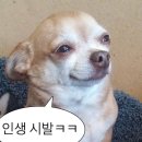 애사랑