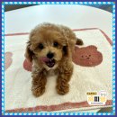 미소애견샵 이미지