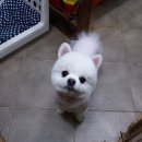 헬로도그맘 이미지