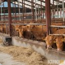 한우사육농장 이미지