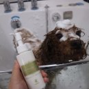 보듬펫살롱 이미지