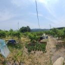 치상농장 이미지