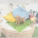 춘천시동물보호센터 | 춘천유기견보호센터 입양 까다롭지만 이유가 있었다? 푸숑입양 후기