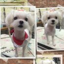 말티스토리 이미지