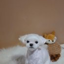 몽띠끄펫 이미지