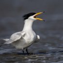 오지마 ~~~ 경계하는 뿔제비갈매기 Chinese Crested Tern 이미지