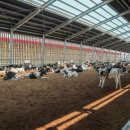 선진목장 이미지